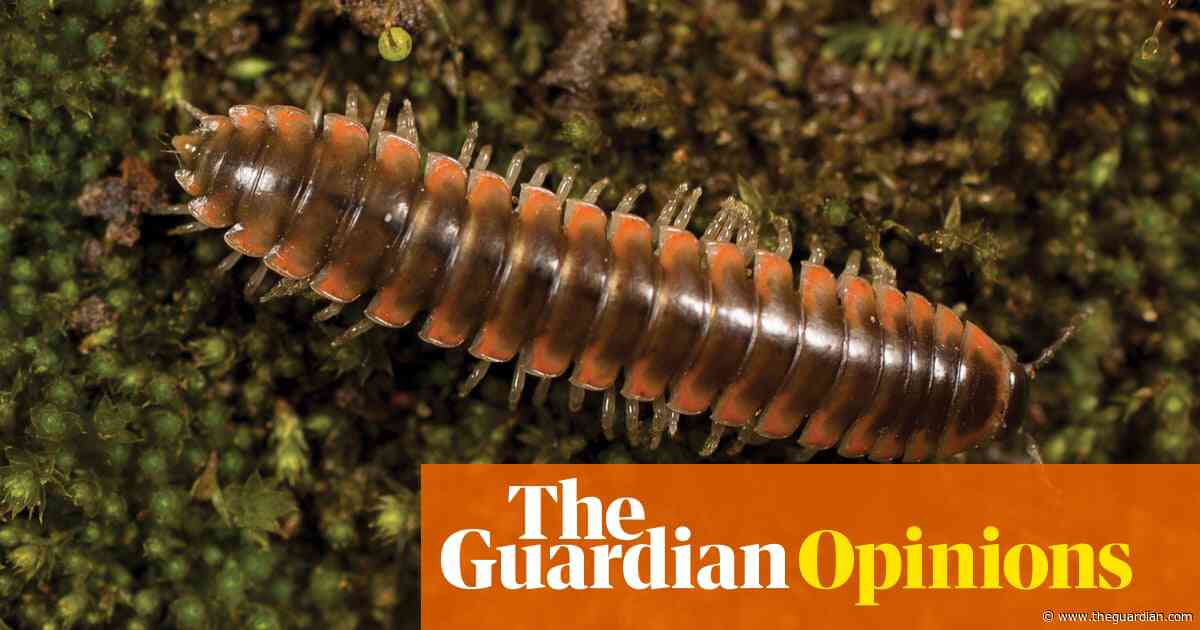 Sure, the Taylor Swift millipede is the least of our problems – but what we call wildlife matters | Emma Beddington