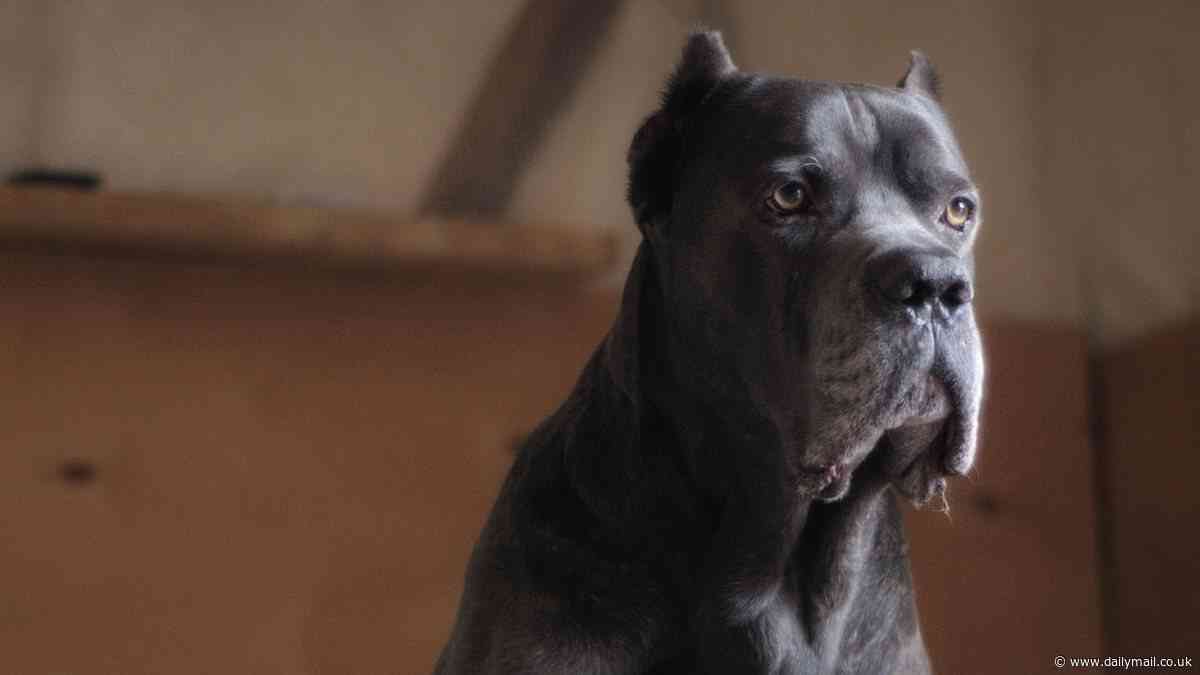 Huge mastiff dog savaged female chimney sweep while she was working, leaving her in 'unbearable' pain with wounds 'too large to be stitched'