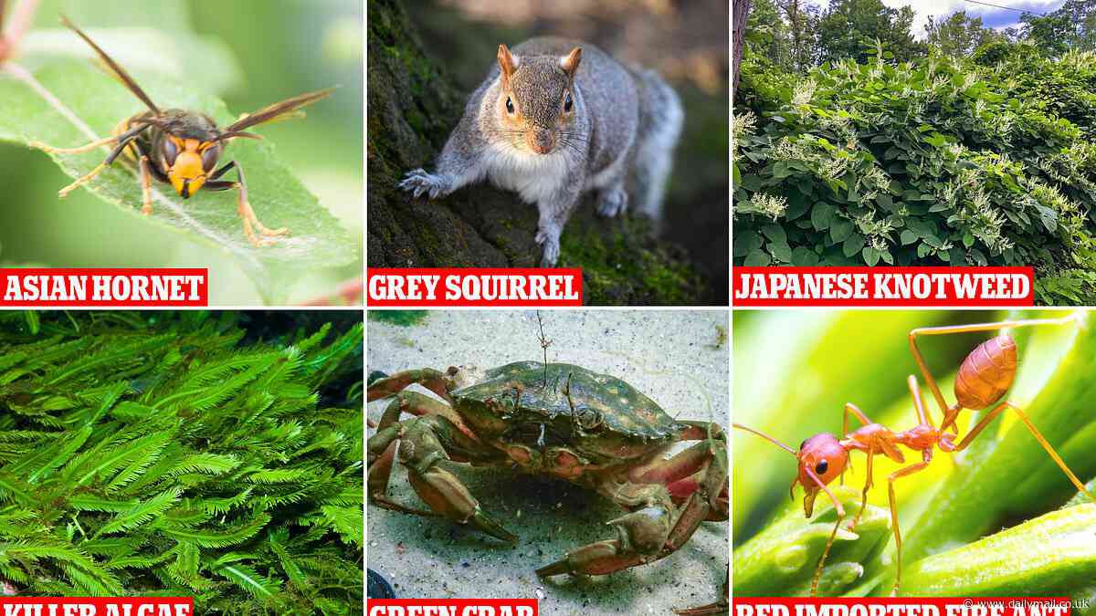 Hundreds of alien species like the Asian hornet and grey squirrel are entering new areas every year, report warns
