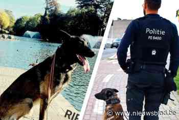 Plotse overlijden van patrouillehond Rex komt zwaar aan bij baasje Jasper (29): “Ik had hem graag nog een paar jaar bij mij willen hebben”