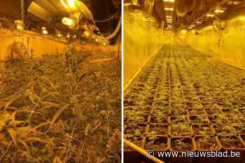 Politie rolt cannabisplantages in Deurne en Merksem op: 3.500 planten vernietigd