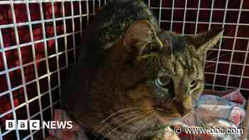 Animal rescue charity 'inundated' with 30 feral cats