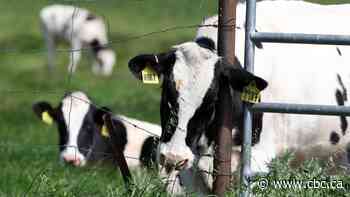 Keeping H5N1 out of Alberta's dairy herd as U.S. outbreak continues
