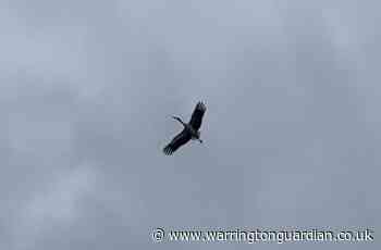 Watch as Cheshire Wildlife Trust spot white stork flying over Cheshire