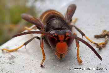 Major victory in war against Asian Hornets as 'Dad's Army' sees numbers plummet