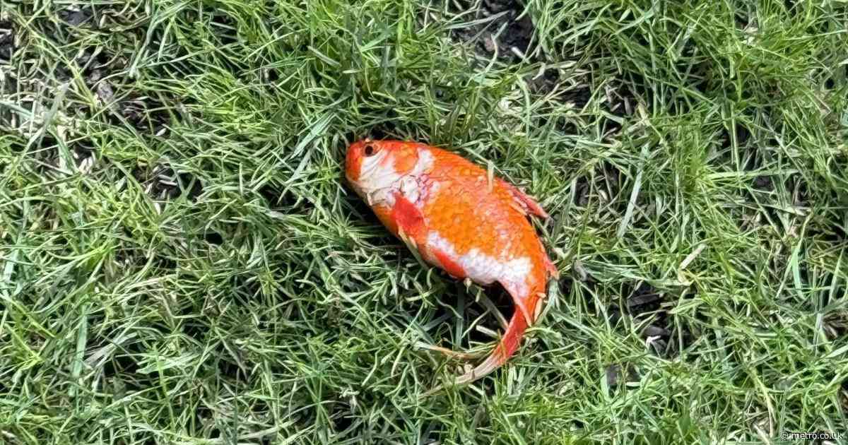 Man finds goldfish mysteriously alive on his lawn and adopts it as a pet