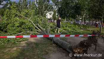 Umgestürzter Baum im Mauerpark: Bezirksamt prüft Fall