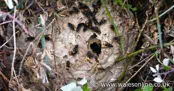 Major victory in war against Asian hornets thanks to 'Dad's Army' on the UK frontline