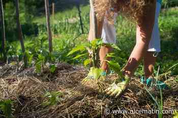 4 conseils pour jardiner sans s'intoxiquer et en favorisant la biodiversité