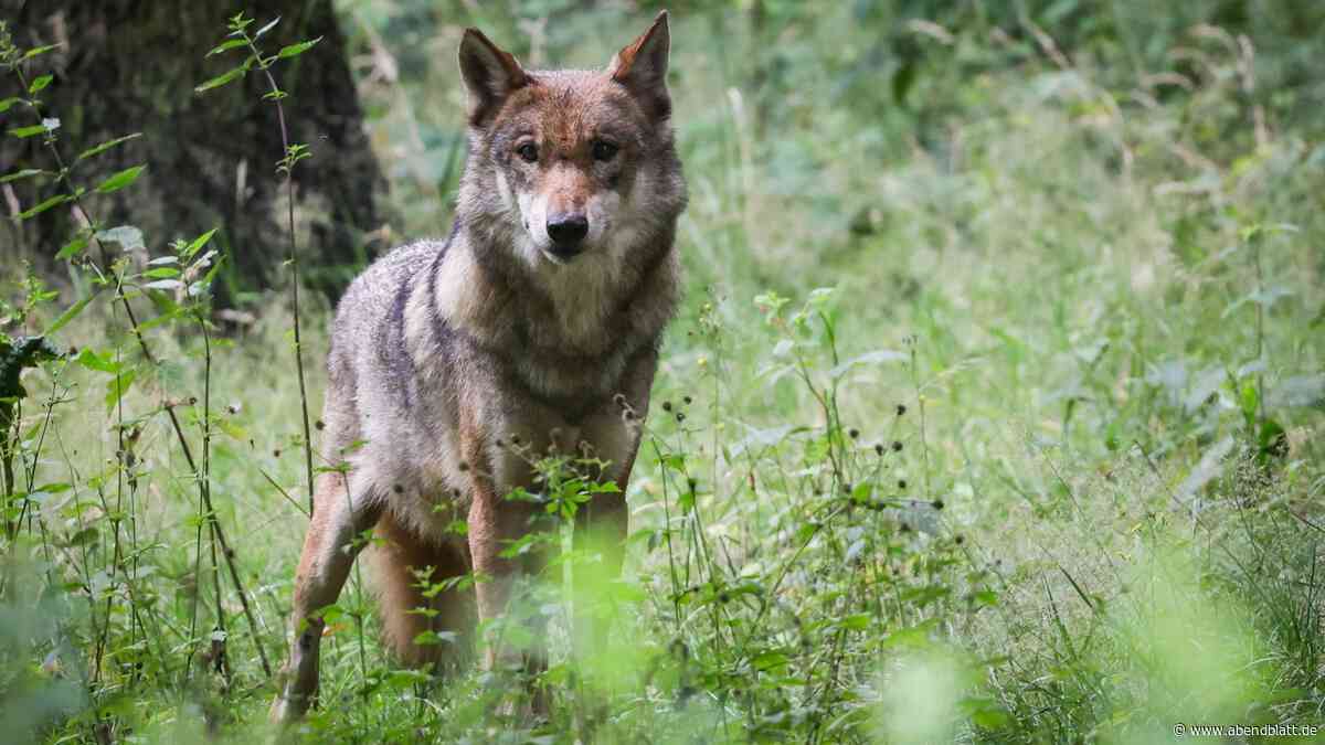 Jagd auf den Wolf: Hier ist er zum Abschuss freigegeben
