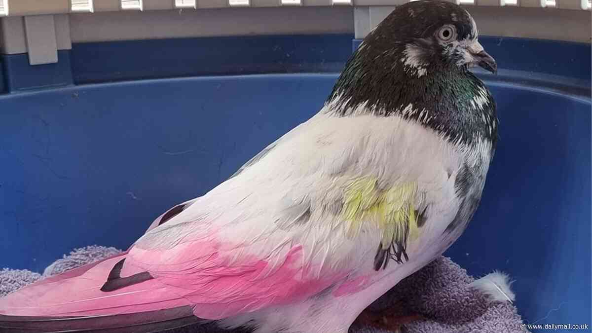 Animal sanctuary warns couples not to use birds at weddings and gender reveals after a pigeon was left covered in 'harmful' pink paint