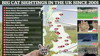 Britain's big cat sightings: Map reveals where terrified locals have spotted 'beasts' prowling the countryside after sighting in the Lake District