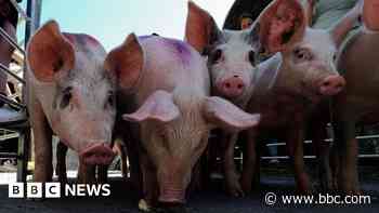 Hundreds turn out for village pig racing event