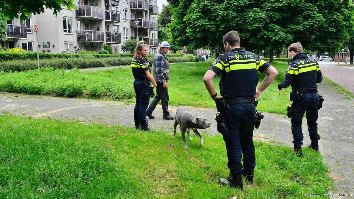 112-nieuws: agenten in touw om hond • geen letsel aangereden meisje