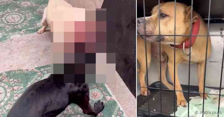 Kingpin dubbed ‘Doctor Death’ among dog fighting ring jailed for animal cruelty