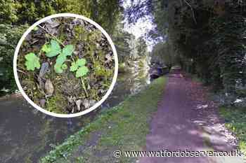 Giant Hogweed reported along Grand Union Canal near Apsley
