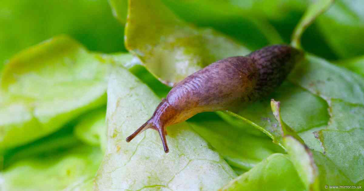 Expert's top tips on how to stop snails and slugs from ruining your garden