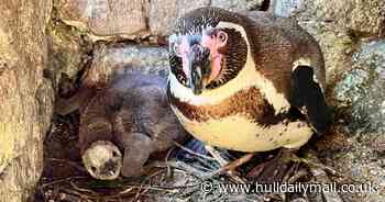 Penguin chick arrives at Sewerby Hall – new grandchild of the famous Rosie