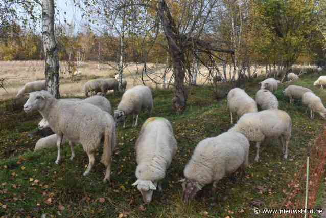 In het Reigersbos grazen schapen