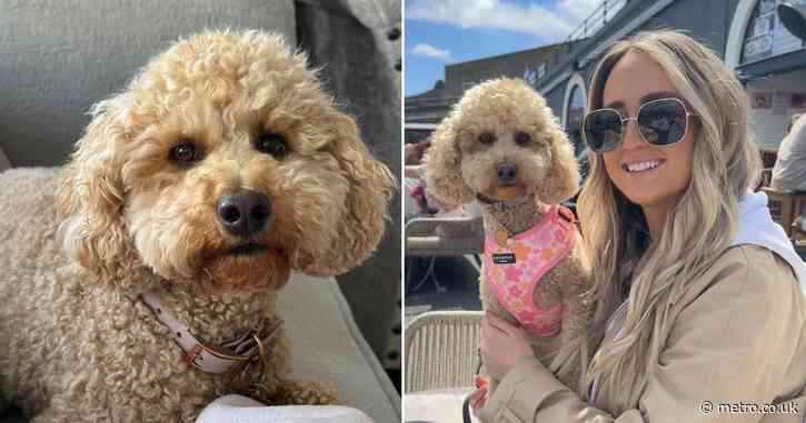 This dog looks just like a major Hollywood star and people can’t unsee it