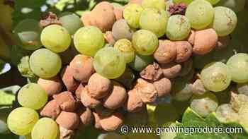 New Study Finds Factors in Sour Scenario for Wine Grapes