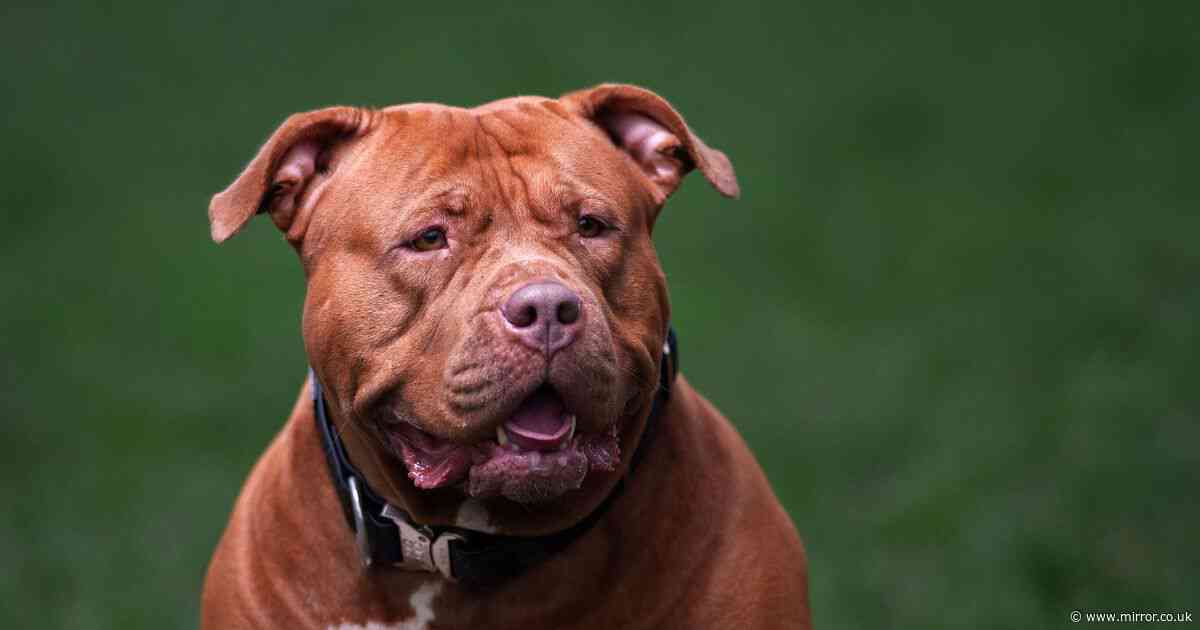 Bristol 'XL Bully' dog mauling leaves man with injuries that could be life-changing