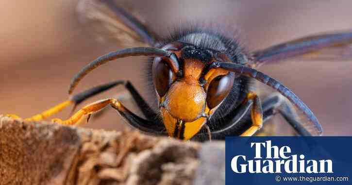 Asian hornets overwintered in UK for first time, DNA testing shows