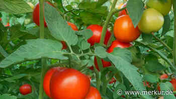 Tomaten düngen: Ein Lebensmittel aus dem Kühlschrank sorgt für reiche Ernte