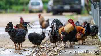 Village at war over gang of 100 feral chickens: Police called as tempers flare in row with some neighbours furious over birds rampaging through gardens and keeping them up at night... while others fight to STOP them being kicked out