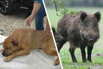 Everzwijnen vallen hond Killer aan in Eisden: “de wonde was 10 centimeter diep”