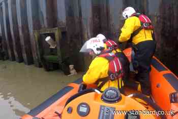 Video shows moment dog rescued from River Thames by RNLI crew after 14ft fall into water