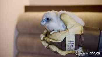 1 of Hamilton's 3 falcon chicks has died, volunteer group says