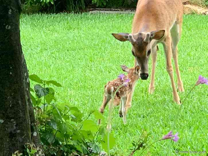 What to know about fawn season in Central Texas