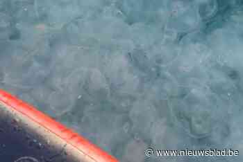 “Beter even niet zwemmen”: duizenden kwallen dobberen robberen voor kust van vakantieoord