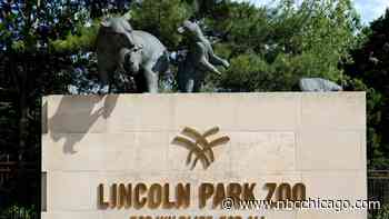 Lincoln Park Zoo lion Lomelok dies after ‘unprecedented surgery,' officials say