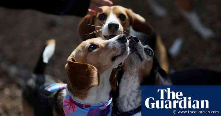 US breeder Envigo pleads guilty for mistreating beagles and is fined $35.5m