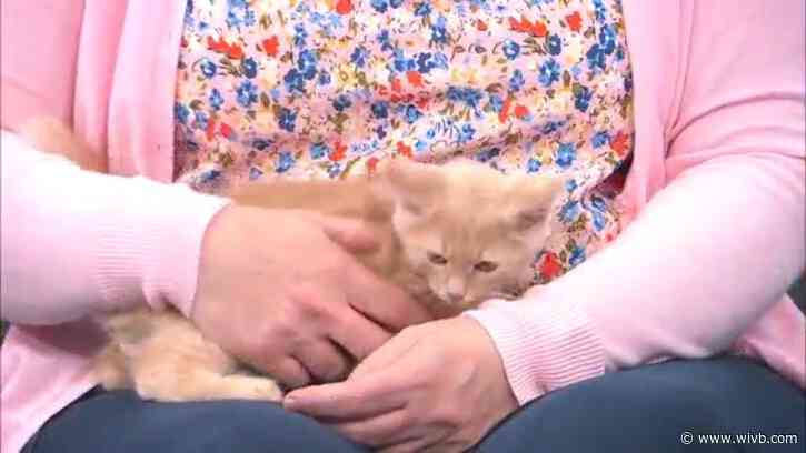 2-month-old Muskmelon is ready for adoption