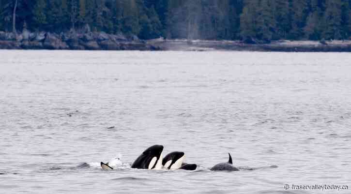 Speed restrictions, B.C. fishery closures, aim to protect southern killer whales