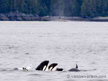 Speed restrictions, B.C. fishery closures, aim to protect southern killer whales