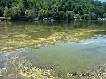Meech Lake beach closed due to blue-green algae bloom