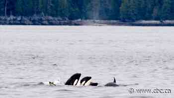 Speed restrictions, B.C. fishery closures aim to protect southern resident killer whales