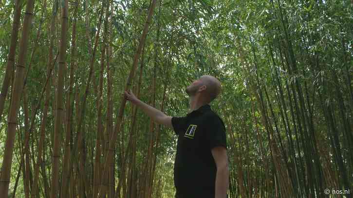 Bamboe steeds populairder in Europa: 'Telen het nu op een aardappelveld'