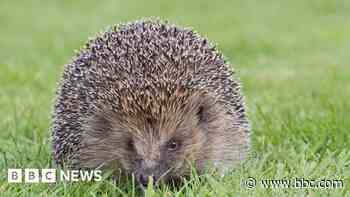 Warning over hedgehog and frog 'massacre'