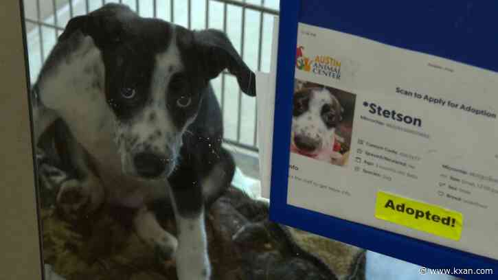 Nearly 200 pets adopted, fostered from AAC over weekend, but capacity issues persist