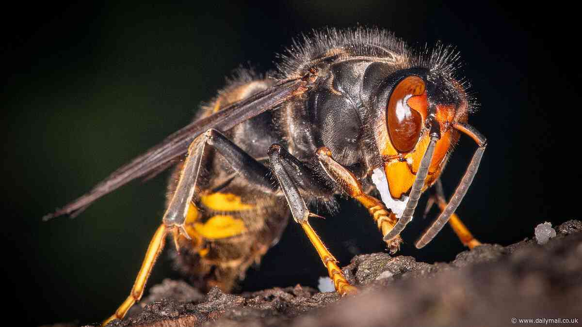 British honeybee populations 'may be decimated', experts say - after invasive Asian hornets survive UK winter for the first time