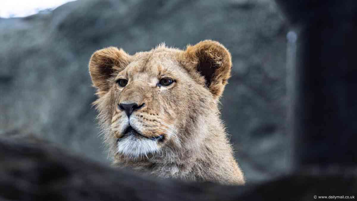 Heartbreak as 17-month-old lion cub is euthanized at Chicago's Lincoln Zoo