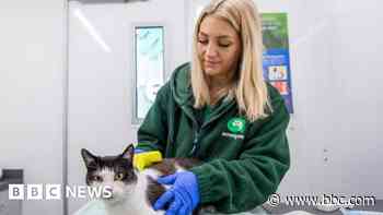 Charity unable to reunite 75% of lost cats and dogs