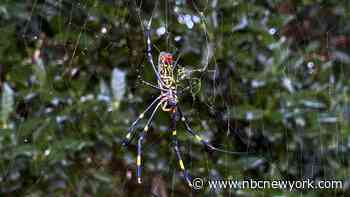 Giant, parachuting Joro spiders expected to arrive in NY and NJ this summer