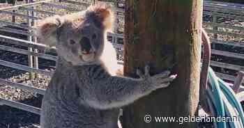 ‘Schattigste dief’ van Australië slaat toe: koala Claude eet plantjes op bij kwekerij en legt probleem bloot