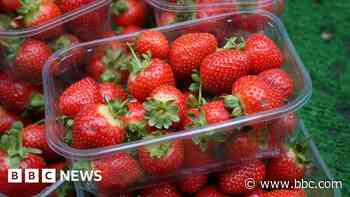 Strawberry harvest delayed by two weeks